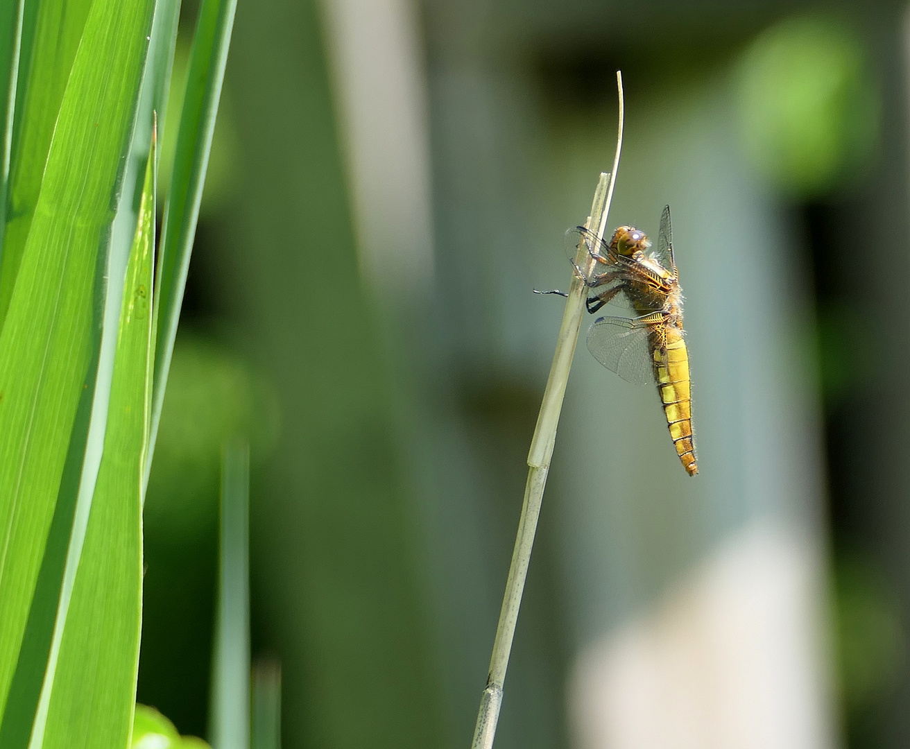 Libellula depressa - Plattbauch Libelle