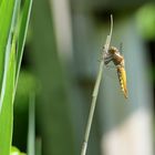 Libellula depressa - Plattbauch Libelle