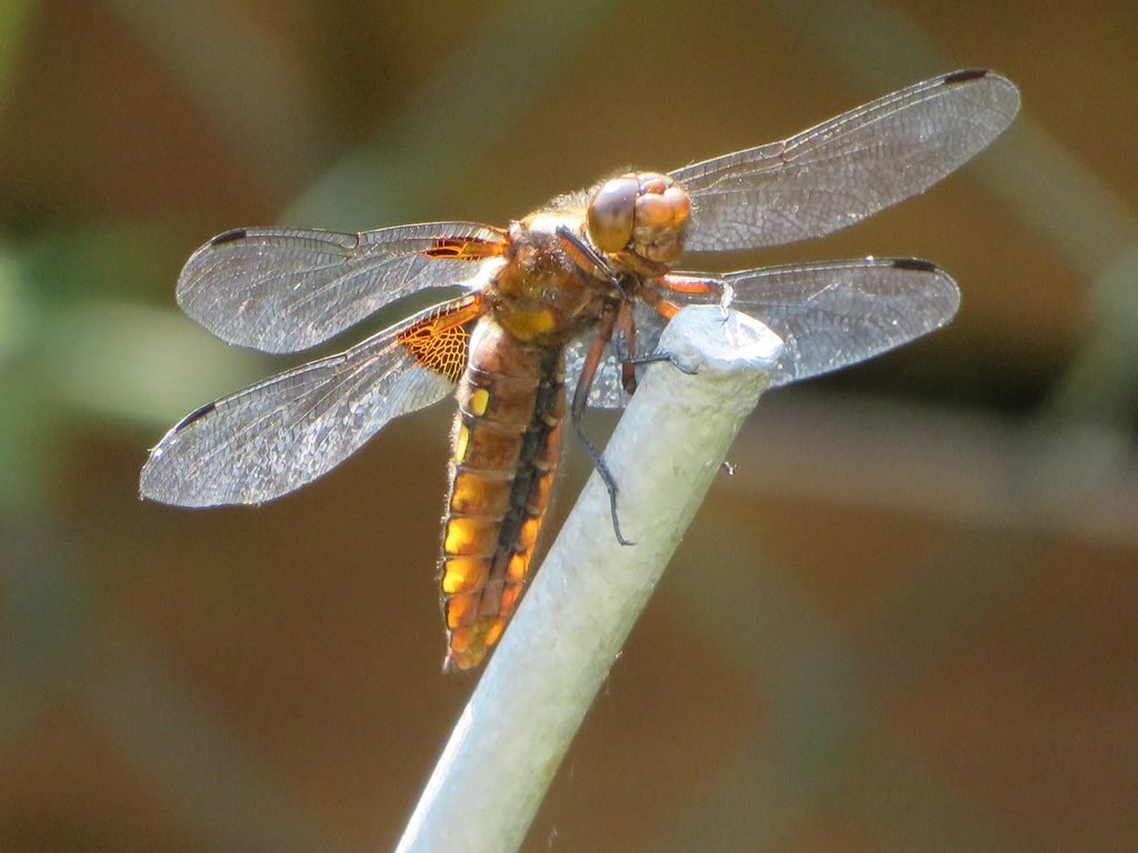  Libellula depressa- Plattbauch?  oder Spitzenfleck?  