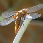  Libellula depressa- Plattbauch?  oder Spitzenfleck?  