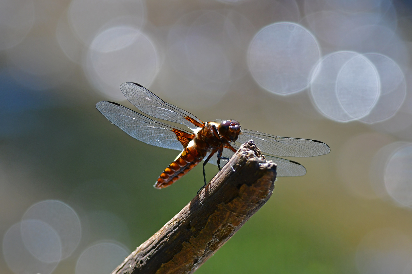 Libellula depressa (Plattbauch, w) im Gegenlicht