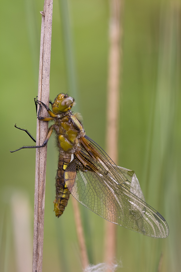 Libellula depressa - Schlupfunfall