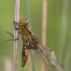 Libellula depressa - Schlupfunfall