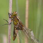 Libellula depressa - Schlupfunfall