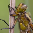 Libellula depressa - Schlupfunfall II