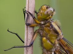 Libellula depressa - Schlupfunfall II