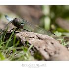 Libellula depressa V3