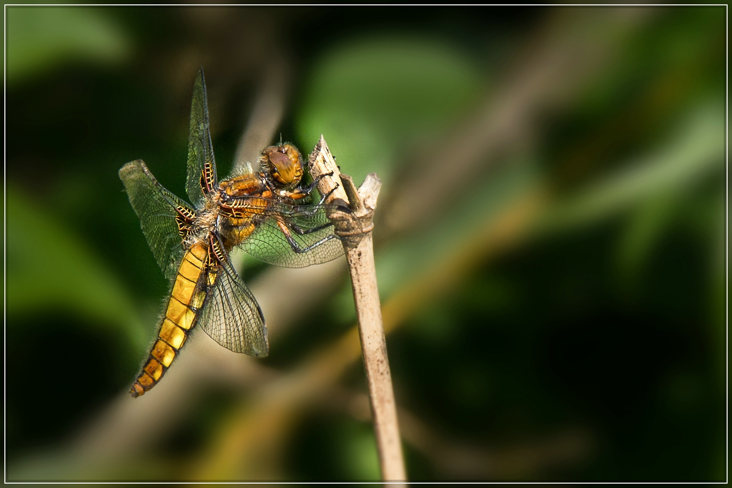 Libellula depressa, Weibchen