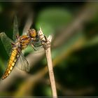 Libellula depressa, Weibchen