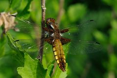 Libellula depressa (Weibchen)