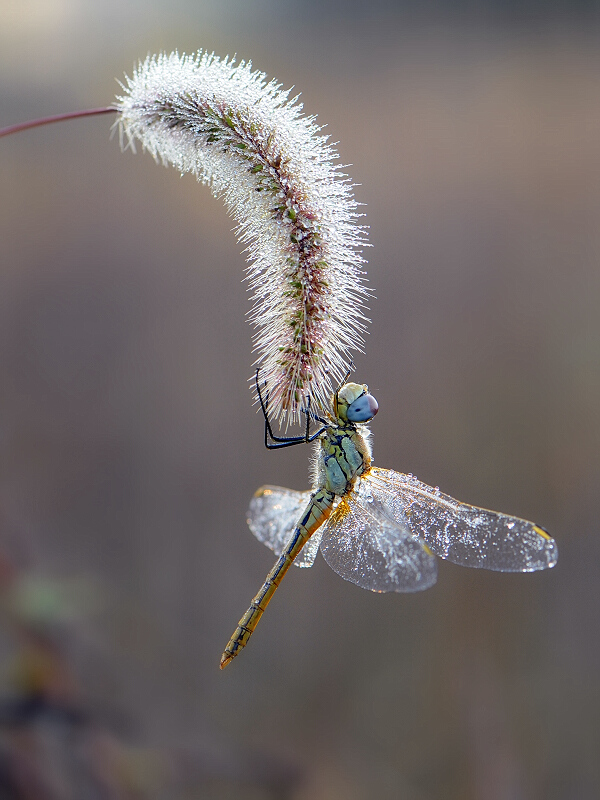 Libellula di autunno,,,,