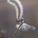 Libellula di autunno,,,,