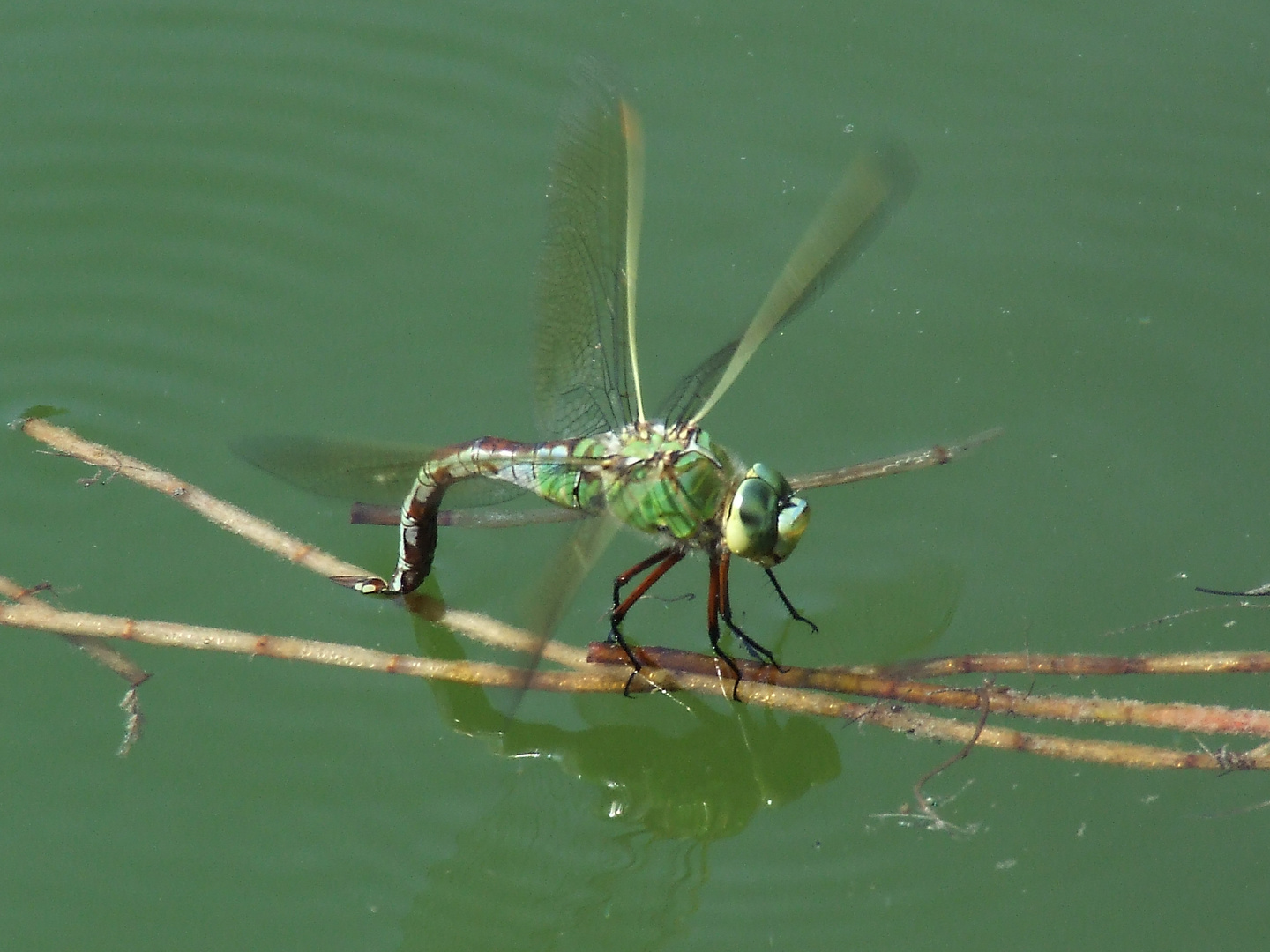 libellula di... Caserta....