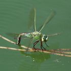 libellula di... Caserta....