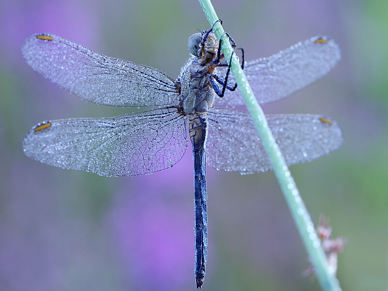 Libellula di cristallo