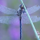 Libellula di cristallo