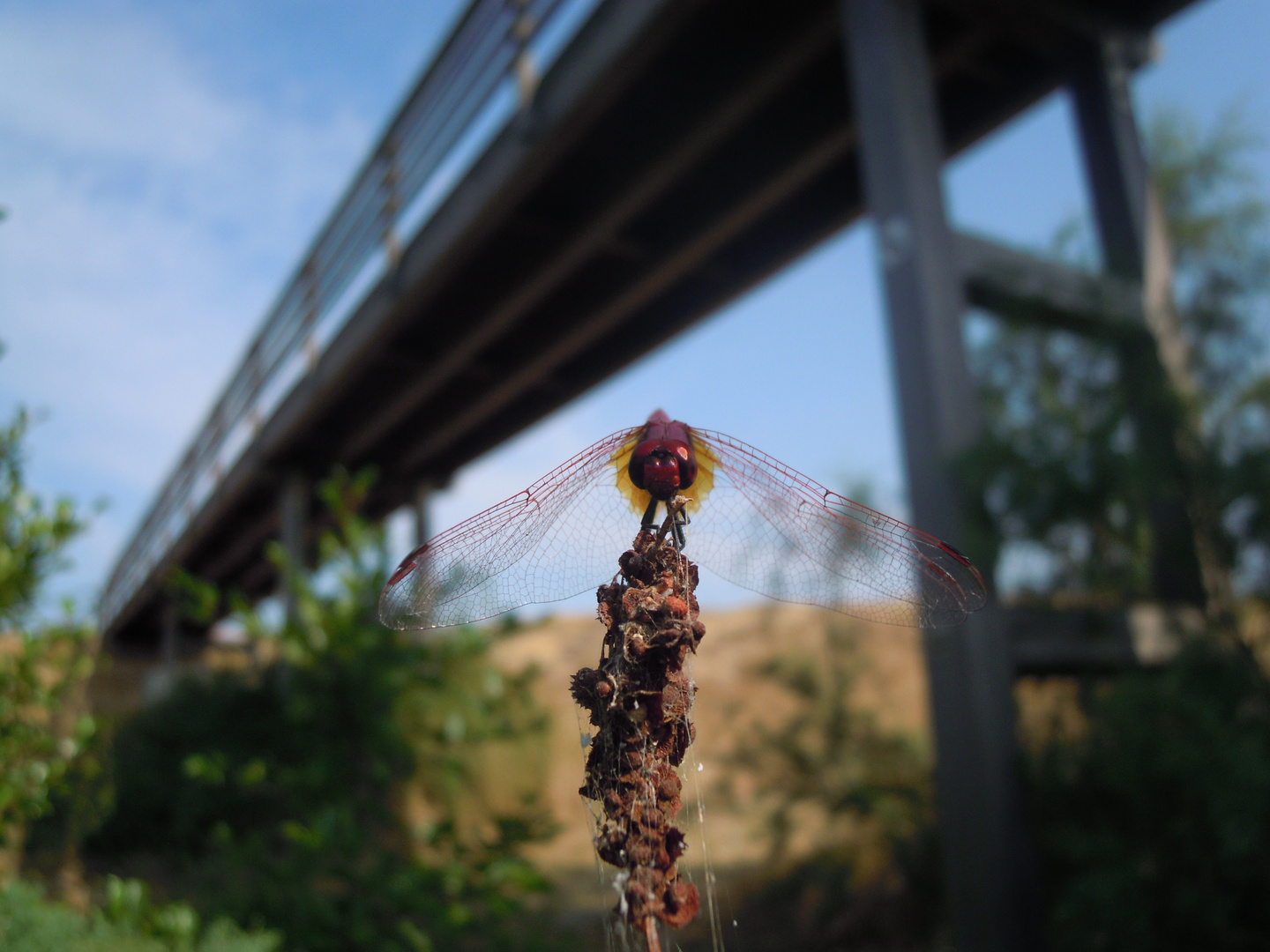 Libellula di fuoco