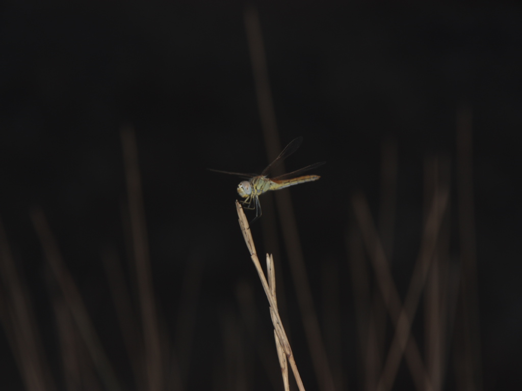 Libellula... di notte