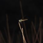 Libellula... di notte