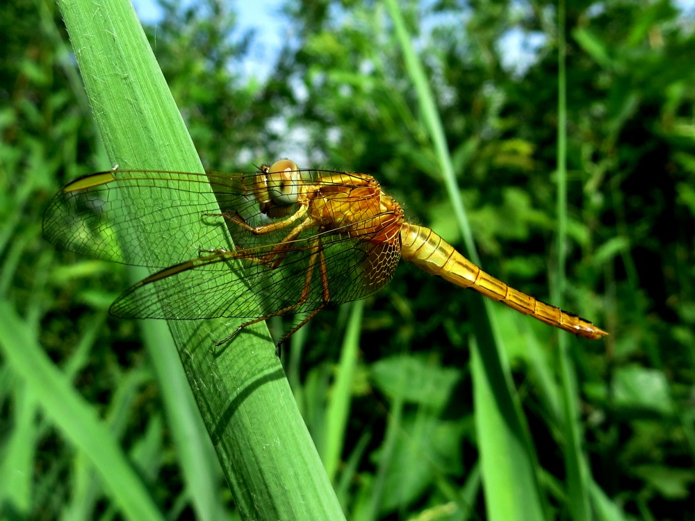 Libellula Dorata