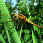 Libellula Dorata