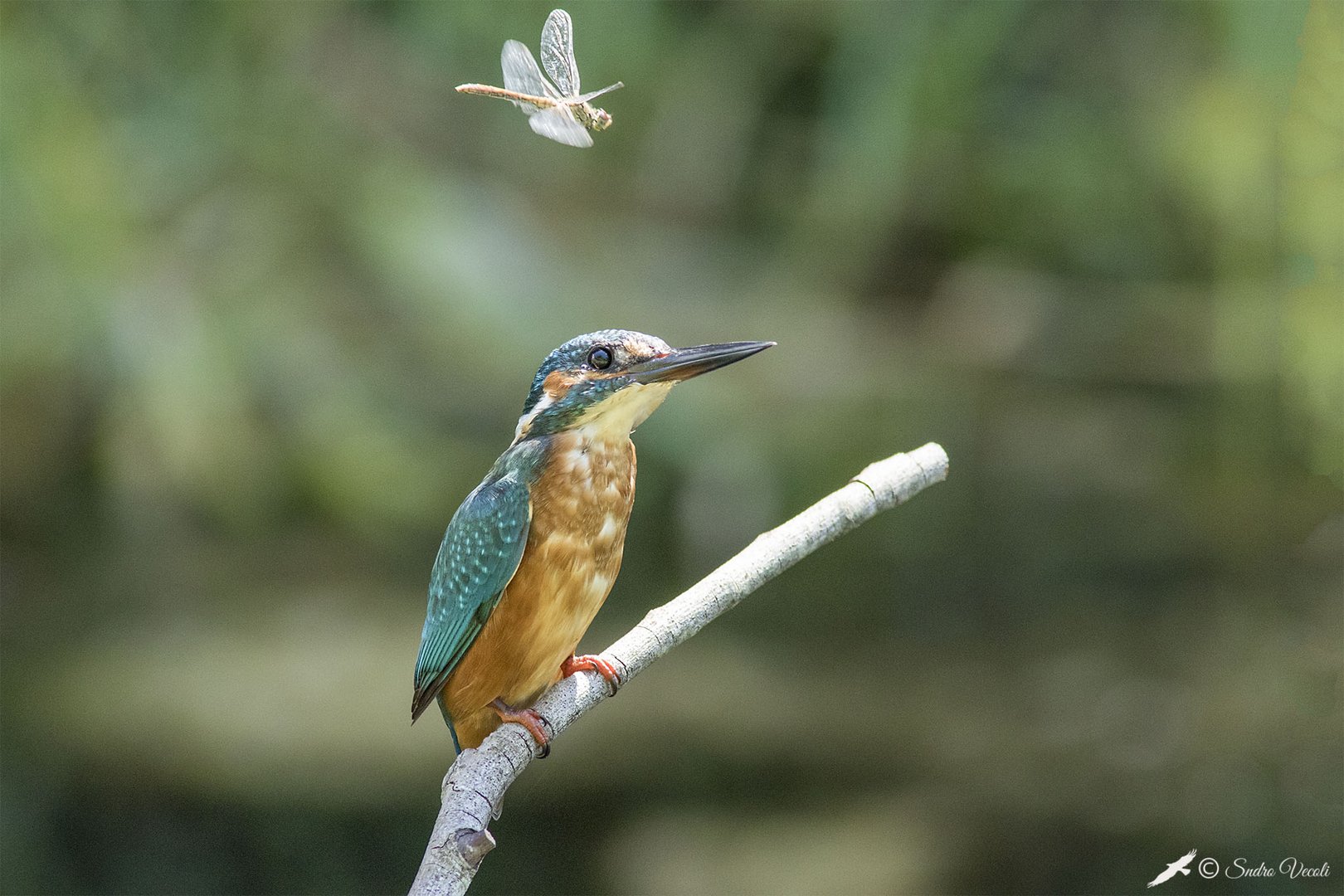 Libellula e Martino