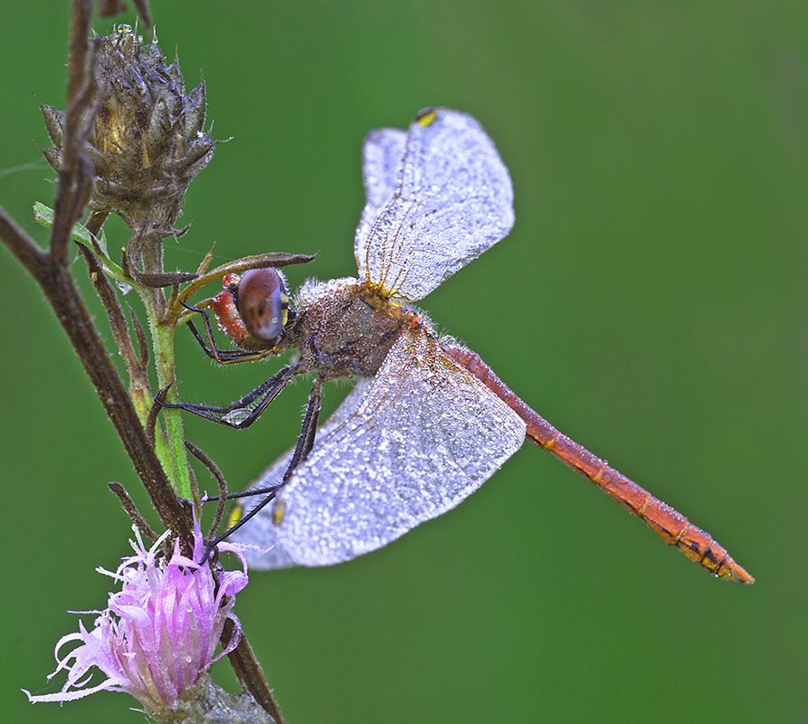 Libellula e rugiada