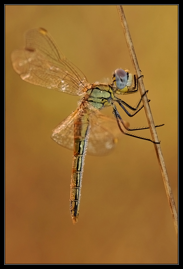 Libellula e rugiada