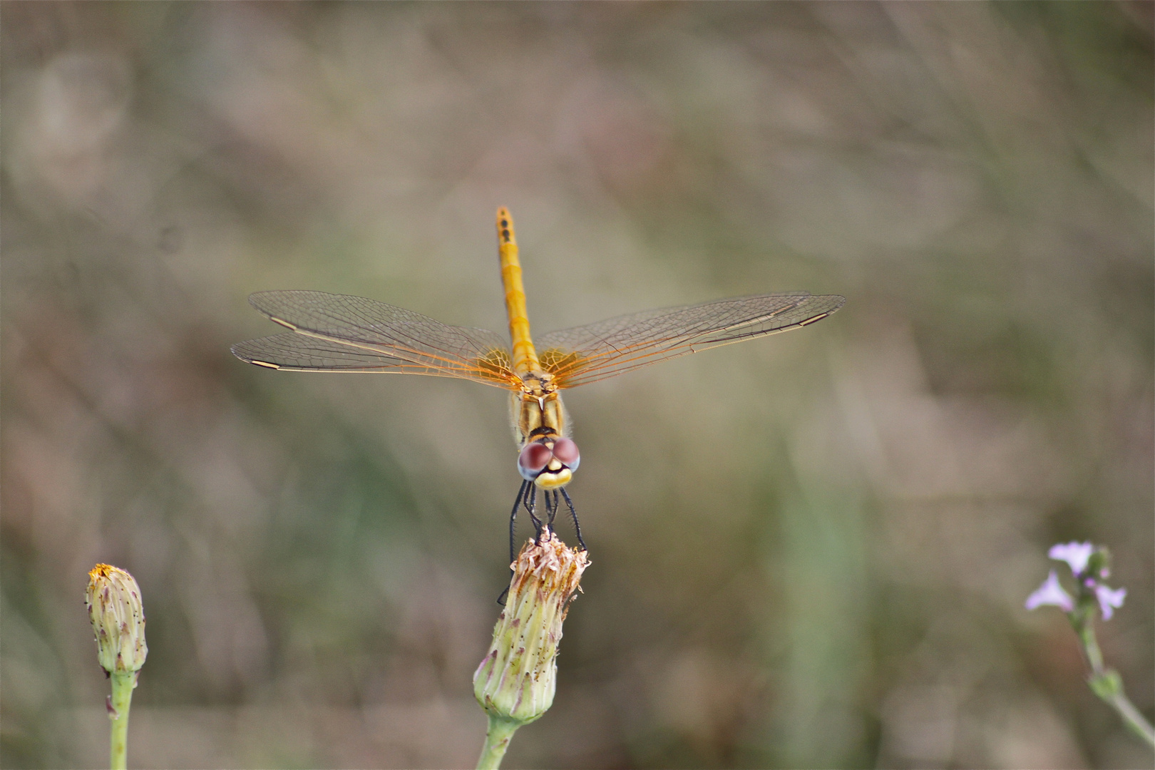 Libellula