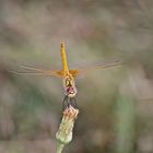 Libellula