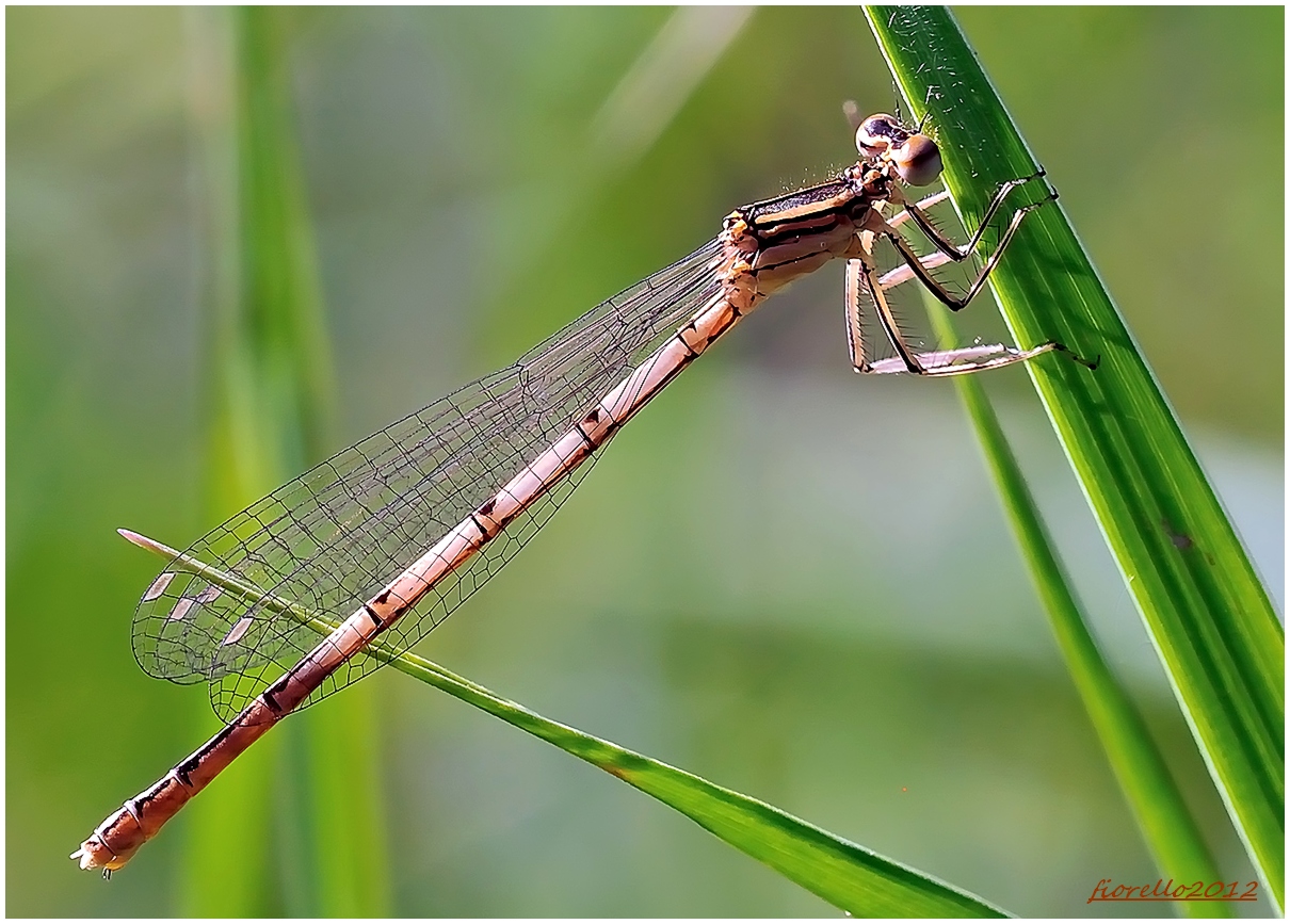 libellula