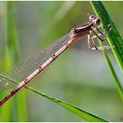 libellula