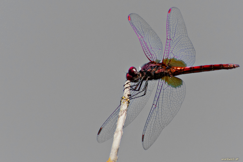 libellula