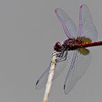 libellula