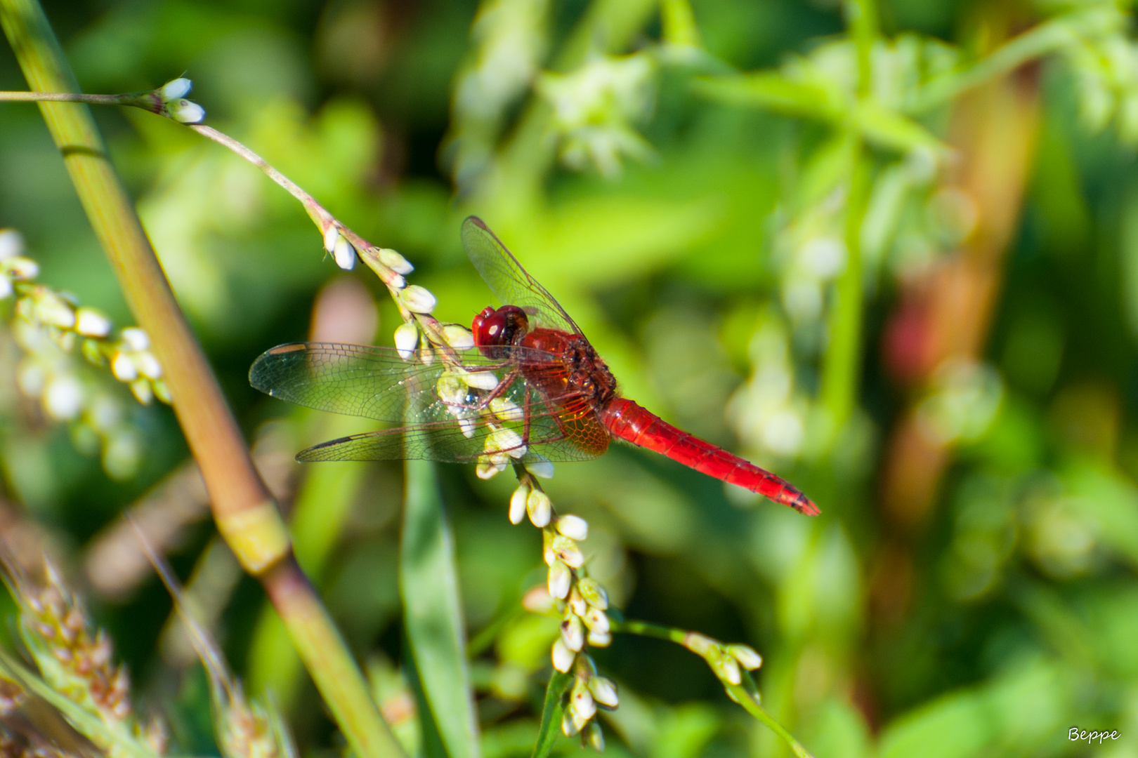 Libellula