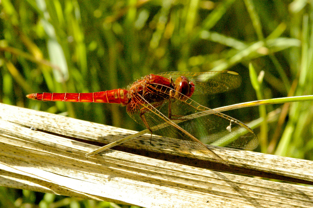 Libellula