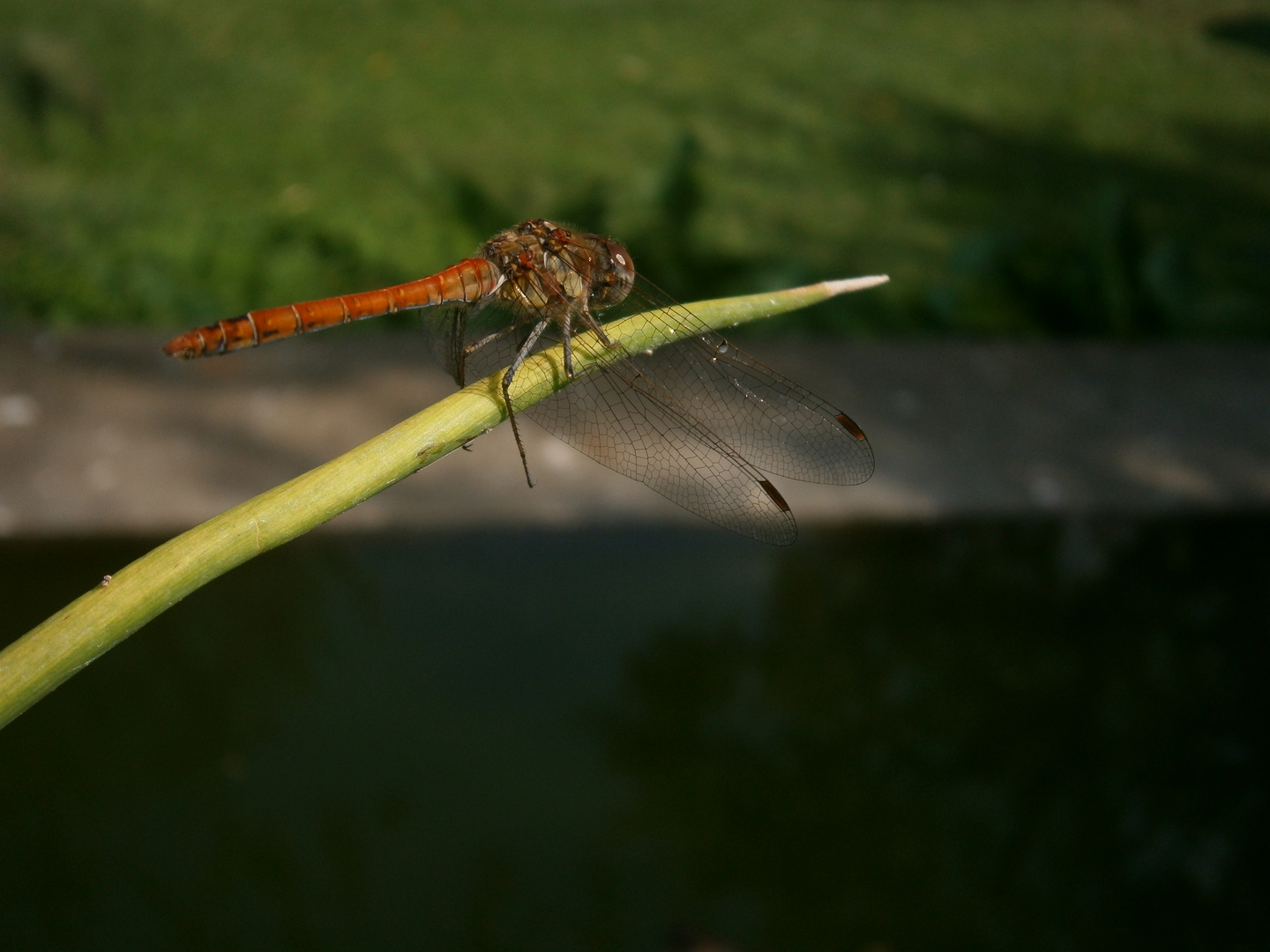 Libellula 