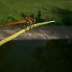 Libellula 