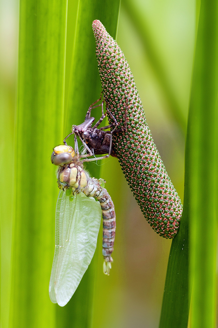 Libellula