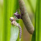 Libellula