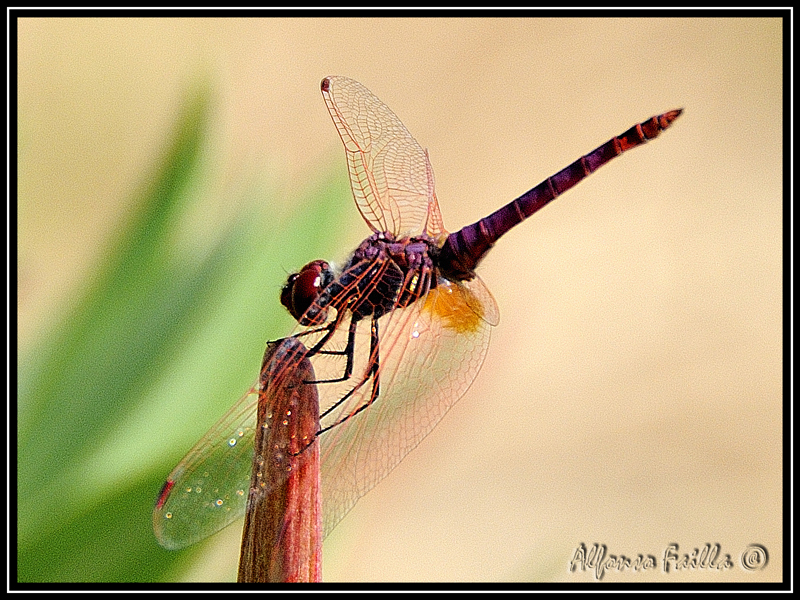 LIBELLULA