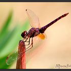 LIBELLULA