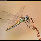 Libellula