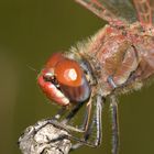 libellula