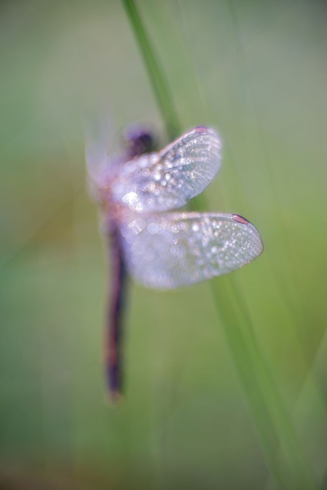 Libellula