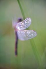 Libellula