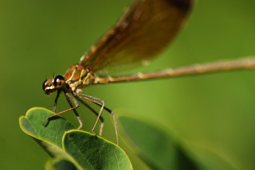 libellula