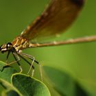 libellula