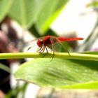 Libellula