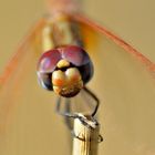 libellula